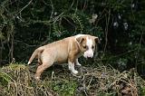 BULL TERRIER MINIATURE 249